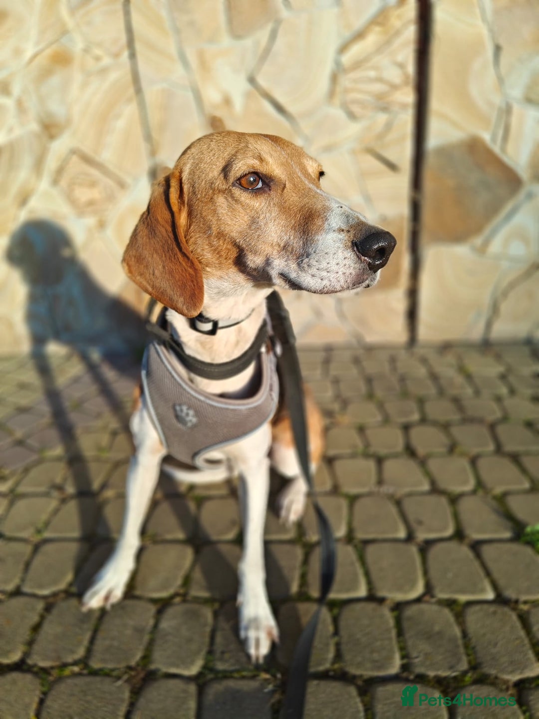 Mixed Breed dogs for adoption: ❤️Radna-affectionate 2 year old Estonian Hound❤️ - Advert 9