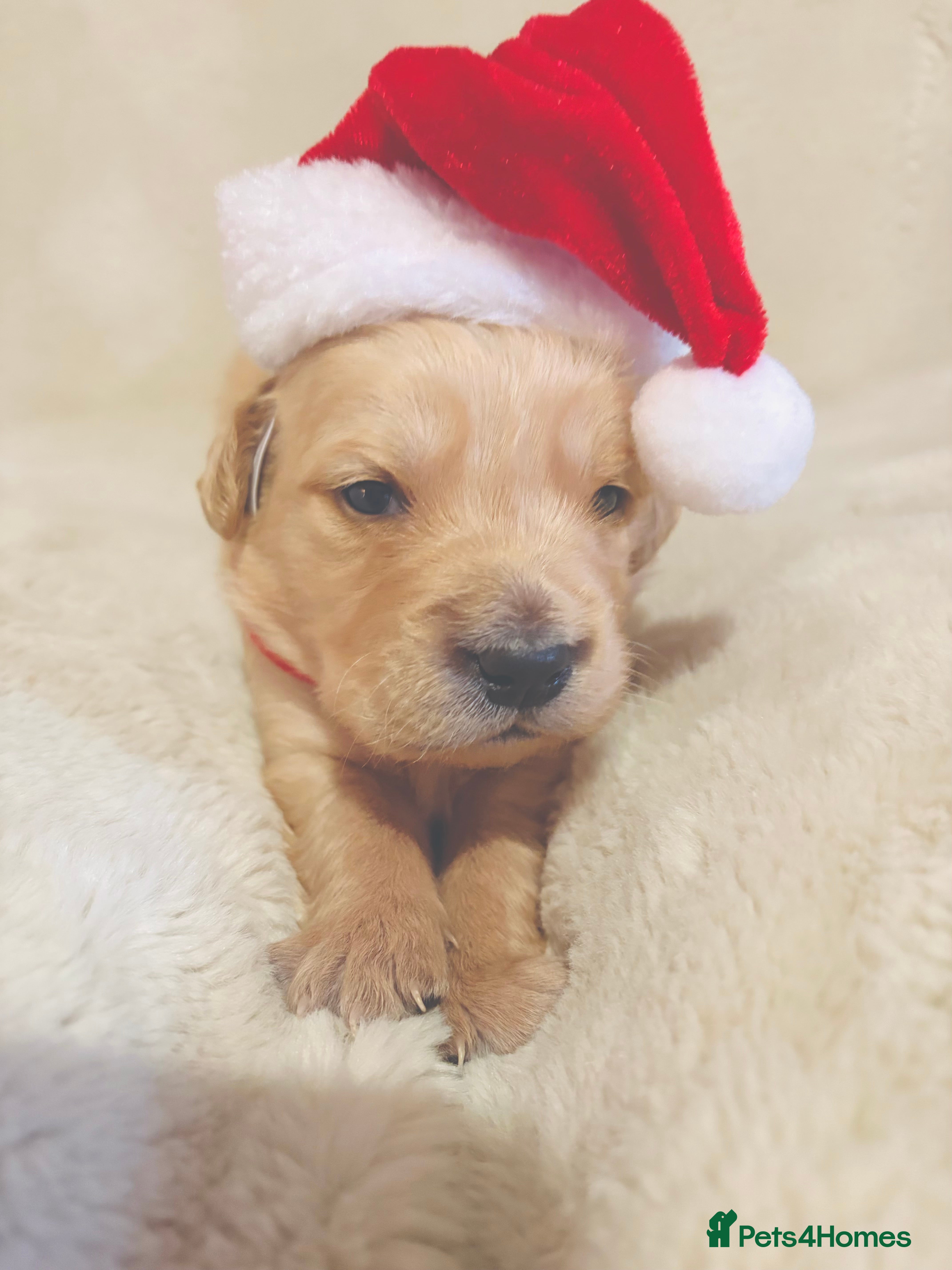 Golden Retriever dogs Golden retriever puppies KC reg 3x males  🐶  - Advert 2