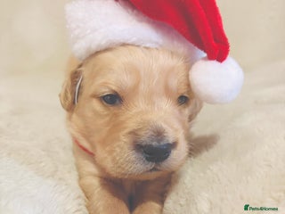 Golden Retriever dogs Golden retriever puppies KC reg 3x males 🐶 - Advert 2