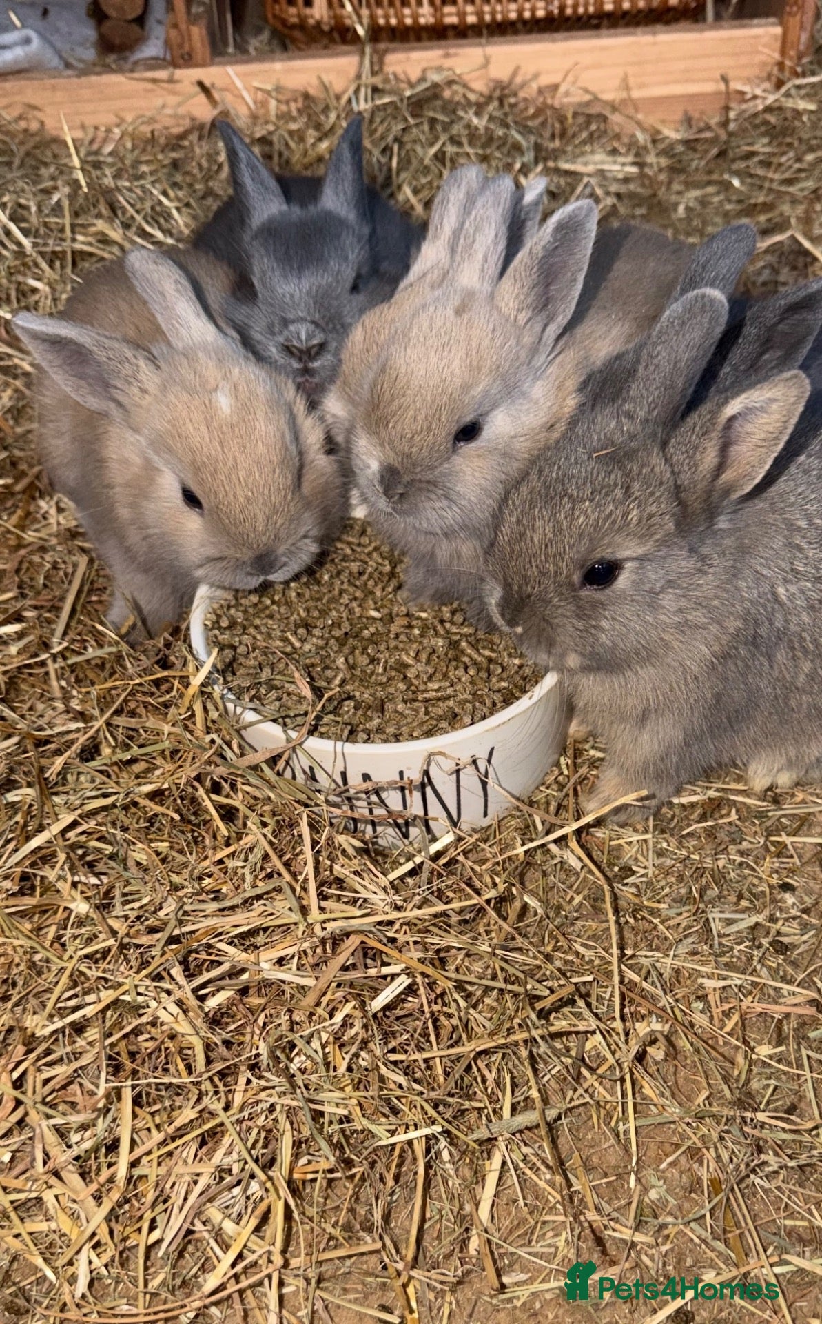 Dwarf Lop rabbits Ready for December Baby rabbits  - Advert 2
