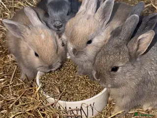 Dwarf Lop rabbits Ready for December Baby rabbits - Advert 2