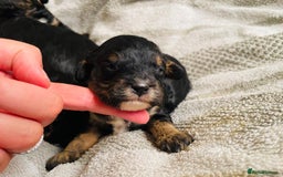 Cavapoo dogs for sale: Beautiful cavapoos  - Image 4