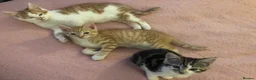 Mixed Breed cats for sale: 3 darling kittens looking for new homes - Advert 3