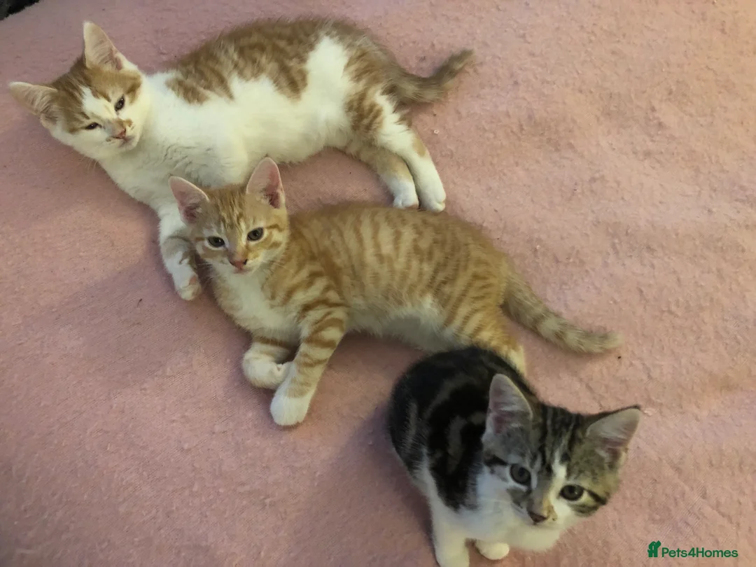 Mixed Breed cats for sale: 3 darling kittens looking for new homes - Advert 3