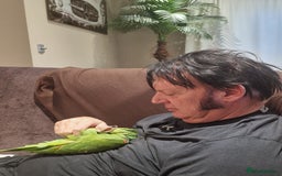 Parrots birds for sale: Yellow Headed Amazon Baby Parrot - Image 3