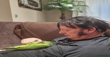 Parrots birds - Advert 4