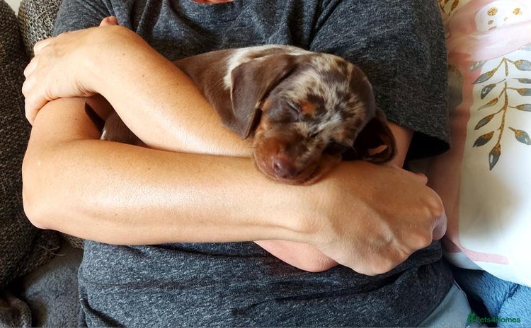 Miniature Dachshund dogs - Advert 16