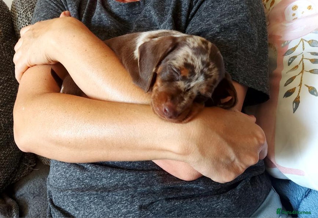Miniature Dachshund dogs for sale: Chocolate Daple Miniature Boys  - Image 7