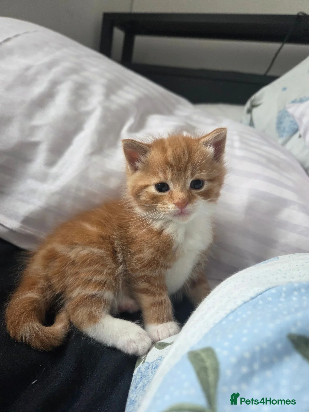 Mixed Breed cats for sale: Gorgeous fluffy loving kittens. READY 05/09/2026 - Advert 10
