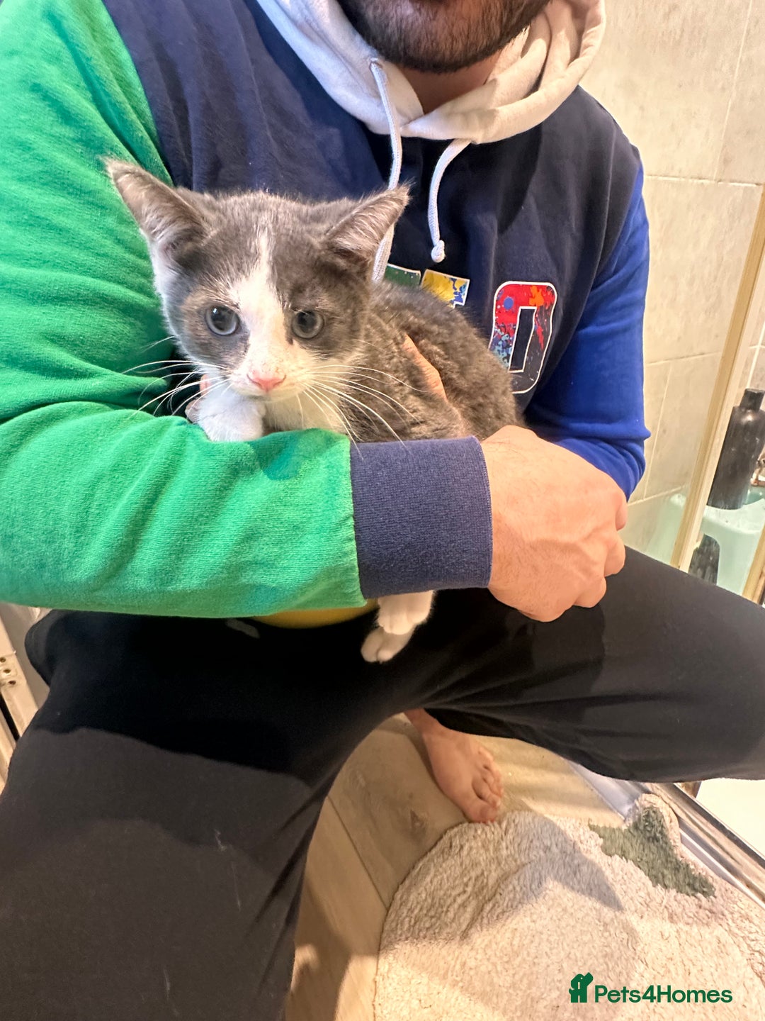 Mixed Breed cats for sale: Returned little guy - Advert 3