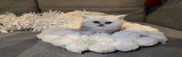 Persian cats for sale: Persian fluffy angels - Advert 4