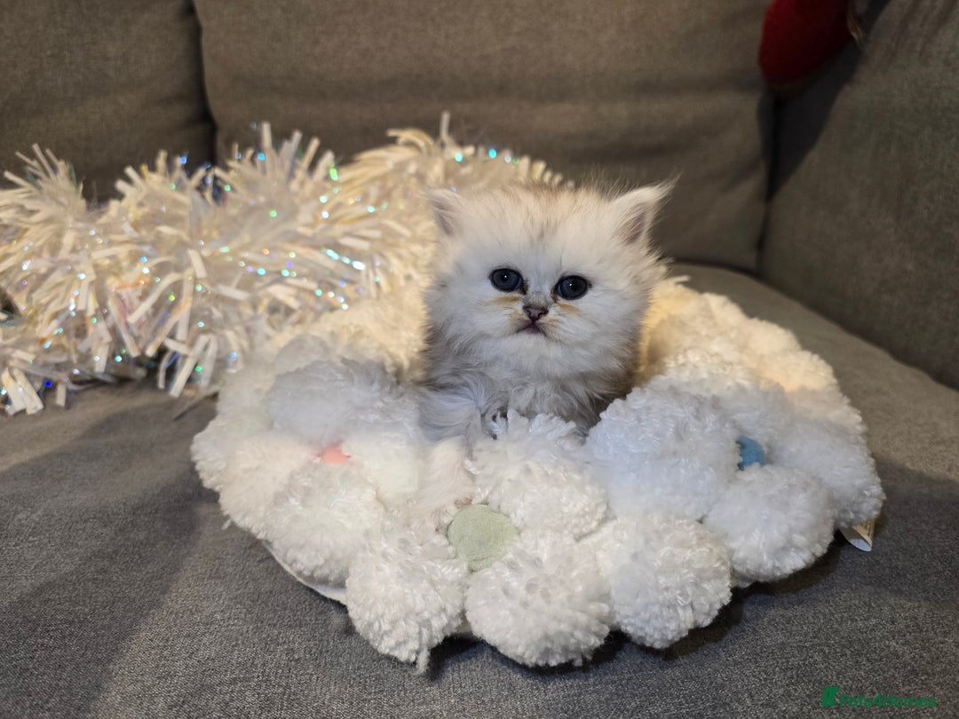 Persian cats for sale: Persian fluffy angels - Advert 4