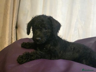 Mixed Breed dogs READY TO LEAVE LAST BOY AVAILABLE - Advert 6