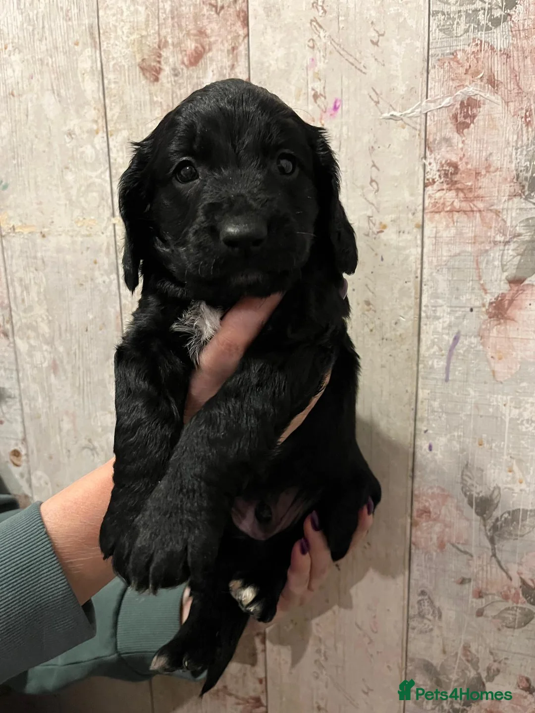 Mixed Breed dogs for sale: Beautiful Sprockerpoo puppies 😍 - Advert 10