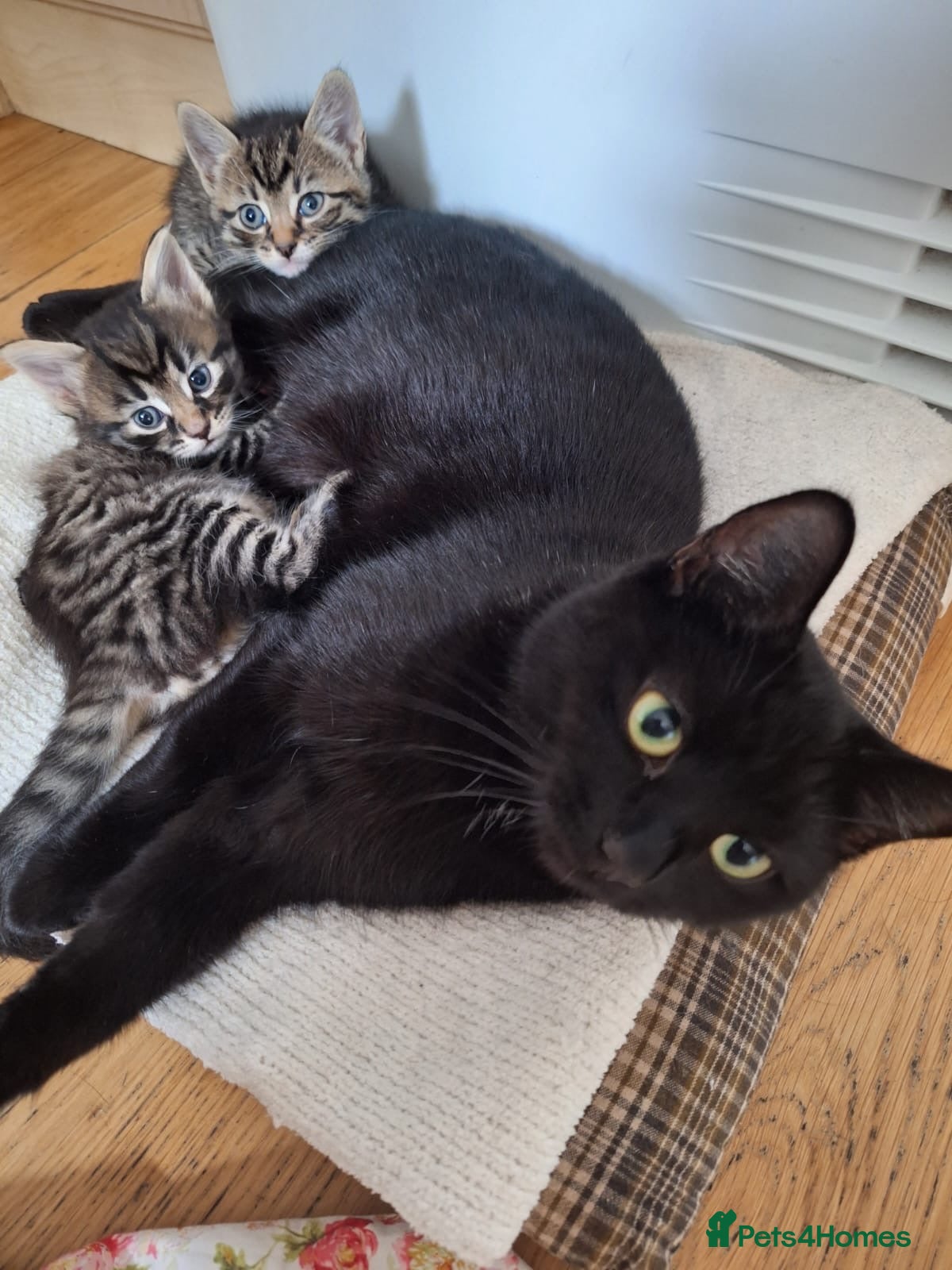 Mixed Breed cats Adorable kittens ready for their new home - Advert 6