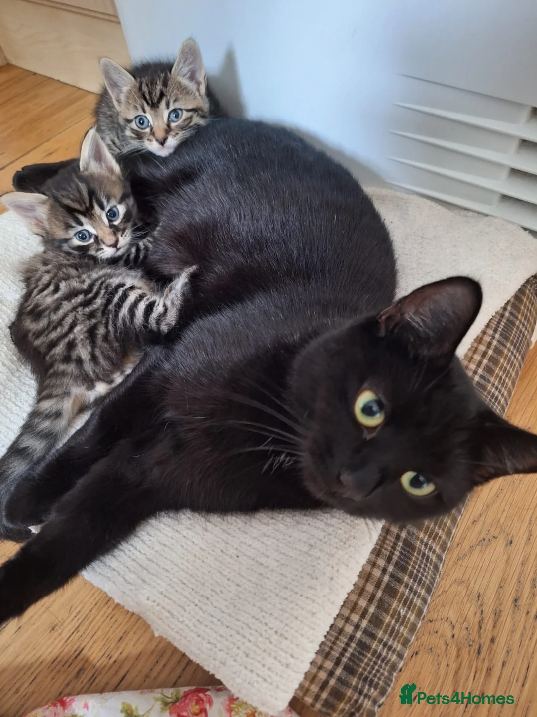 Mixed Breed cats for sale: Adorable kittens ready for their new home - Advert 1