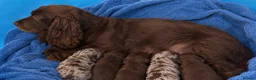 Cockapoo dogs for sale: Beautiful cockapoo puppy’s - Advert 26