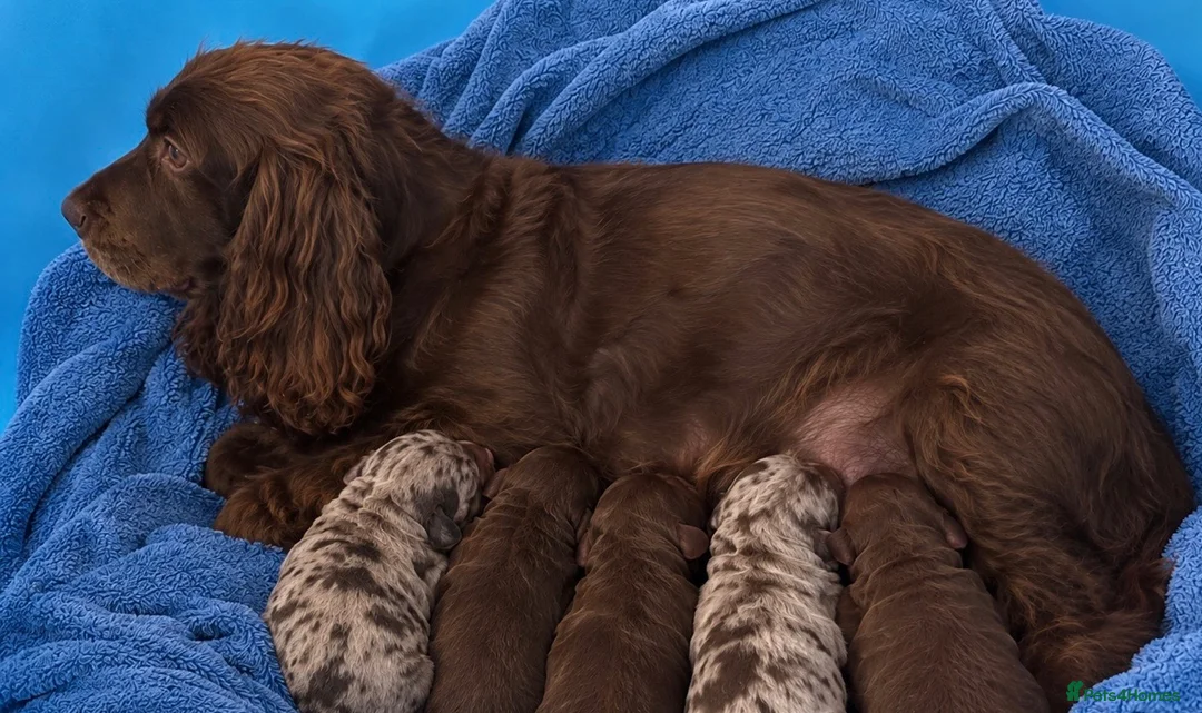 Cockapoo dogs for sale: Beautiful cockapoo puppy’s - Advert 26