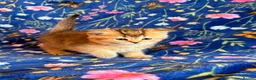Scottish Fold cats for sale: Pedigree Scottish fold kittens - Advert 14