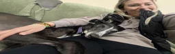 Greyhound dogs for adoption: Sylvie - Advert 5