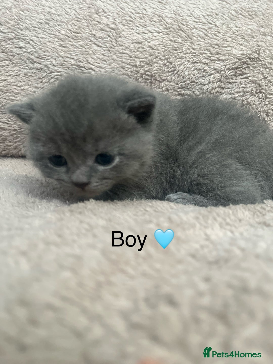British Shorthair cats for sale: Beautiful British Shorthair kittens ready 23/12 - Advert 10