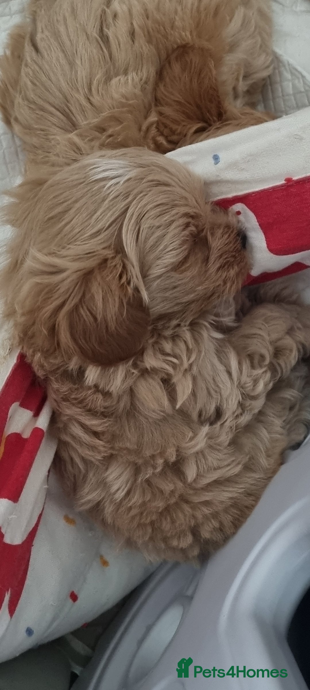 Maltipoo dogs for sale: F1 tiny maltipoo teddies  - Image 13