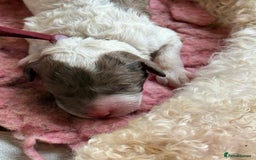 Labradoodle dogs for sale: Therapy breeder 5th gen miniature F1bbbb - Image 10