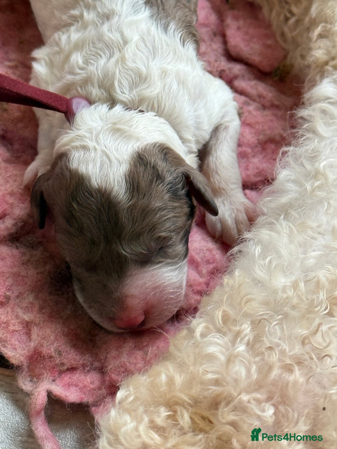 Labradoodle dogs for sale: Therapy breeder 5th gen miniature F1bbbb - Image 10