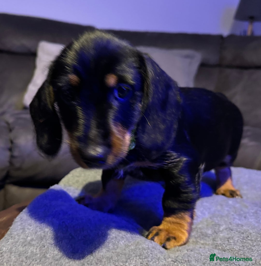 Dachshund dogs for sale: Gorgeous Standard wire haired & smooth Dachshunds - Advert 27