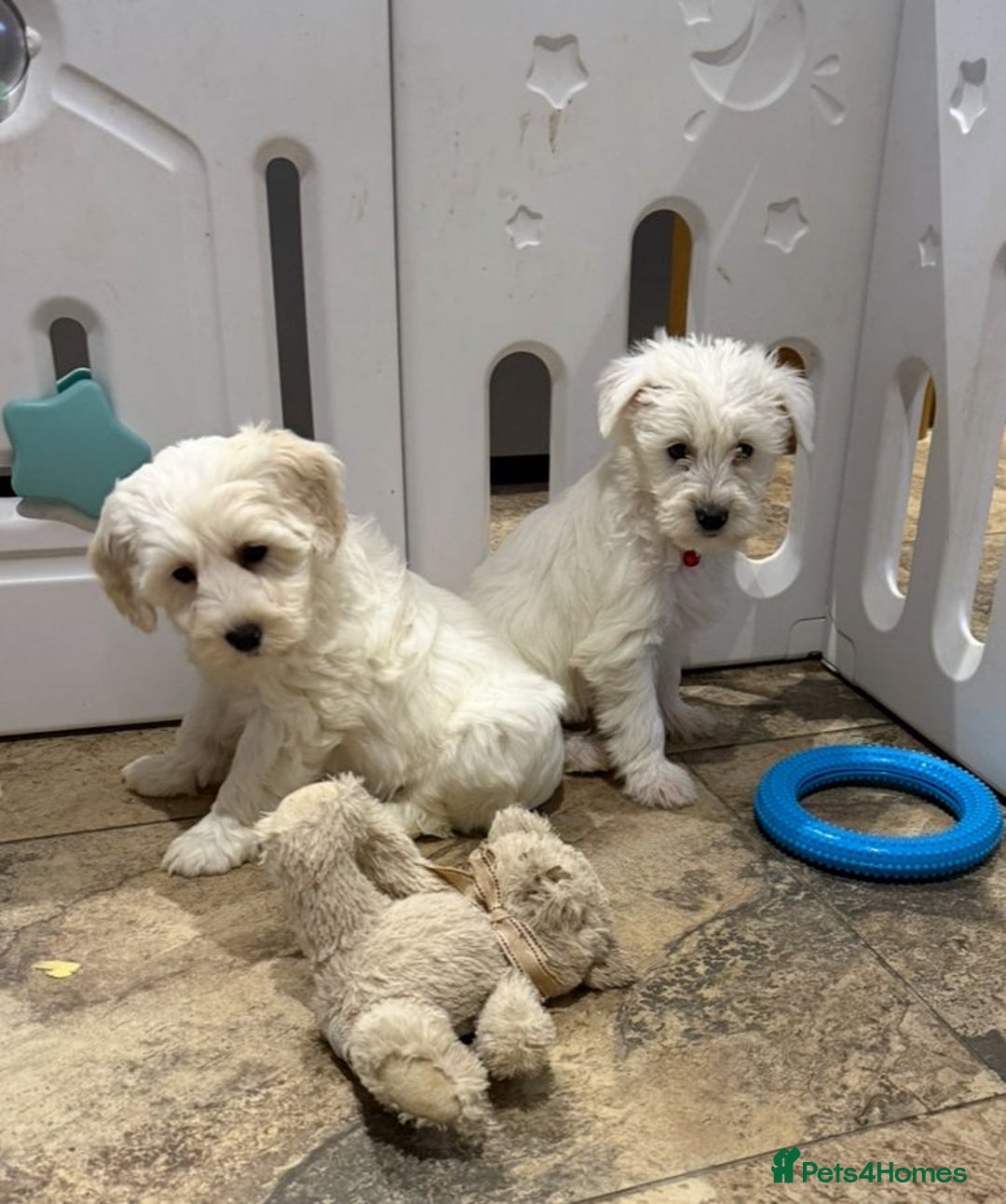Mixed Breed dogs for sale: Toy Westiepoo Puppies - Non-Shed - Advert 2