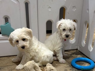 Mixed Breed dogs Toy Westiepoo Puppies - Non-Shed - Advert 18