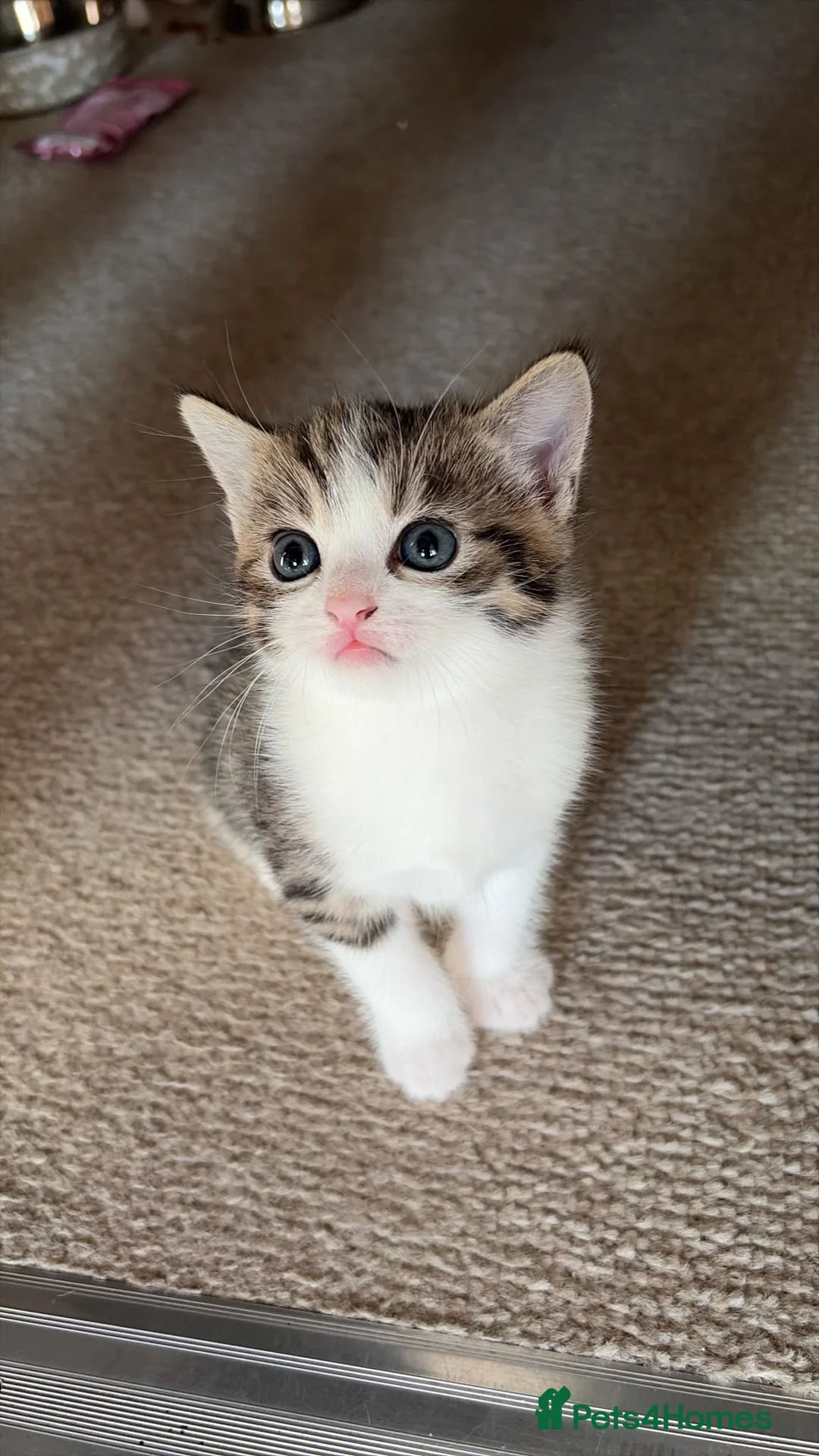 Mixed Breed cats for sale: A lovely mixed boy looking for a home in Nottingham - Advert 2