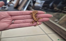 Gecko reptiles for sale: Leopard, gargoyle, chahoua and crested geckos - Advert 13