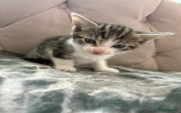 Mixed Breed cats for sale: 6 kittens not ready till 14th August  - Image 3
