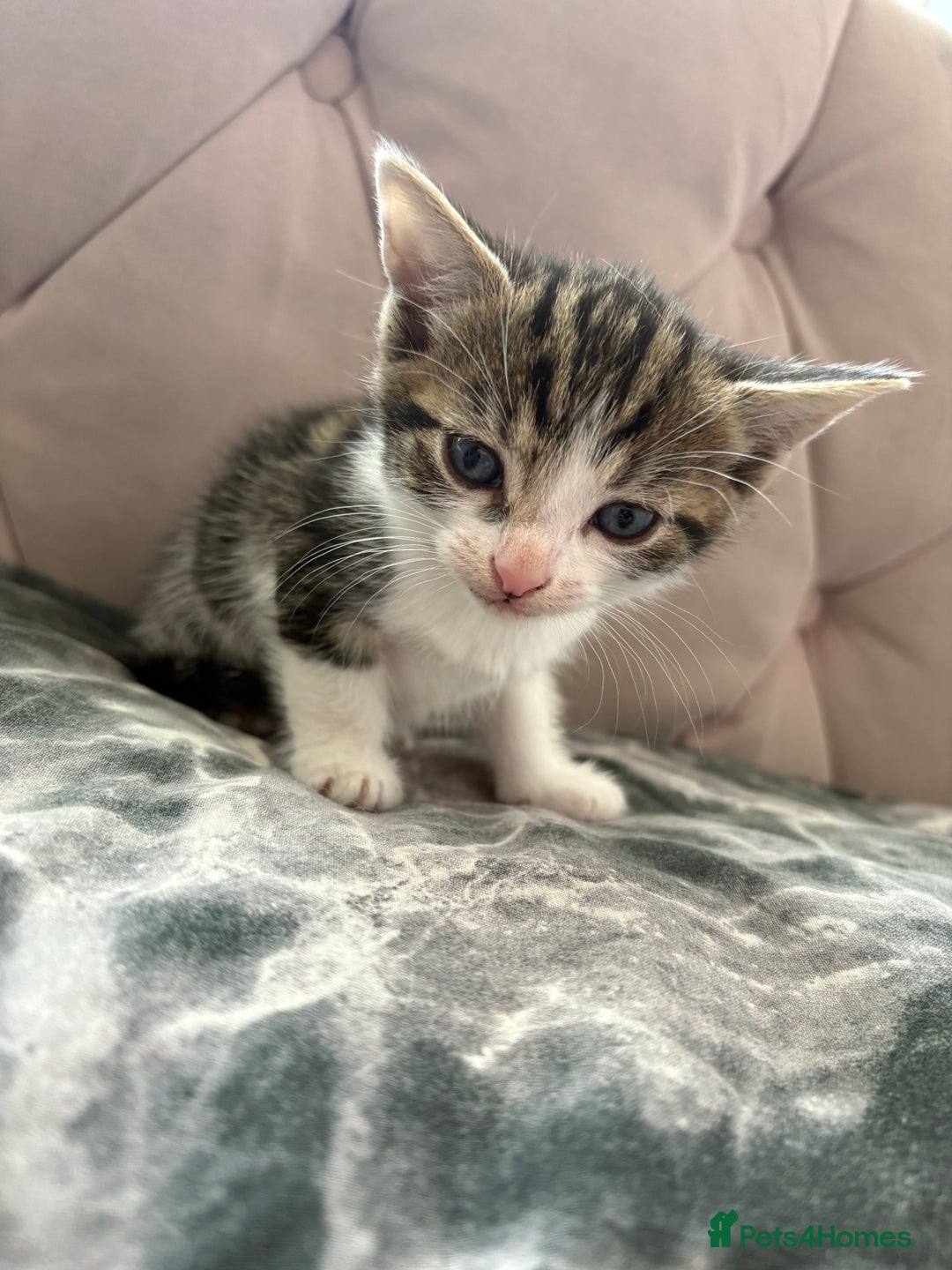 Mixed Breed cats for sale: 6 kittens not ready till 14th August  - Image 3