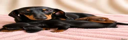 Miniature Dachshund dogs for sale: READY NOW!! Beautiful Miniature Dachshund Puppies - Advert 3