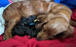 Cocker Spaniel dogs for sale: F1b cocker spaniel puppies for sale - Image 9