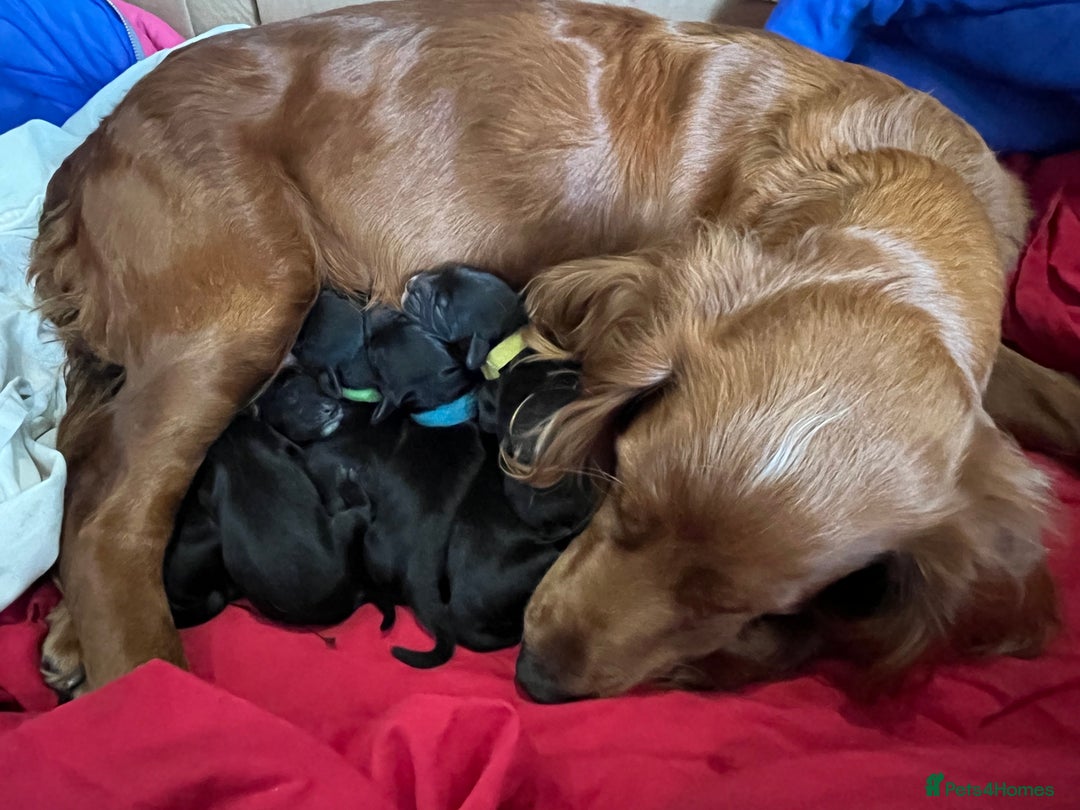 Cocker Spaniel dogs for sale: F1b cocker spaniel puppies for sale - Image 9