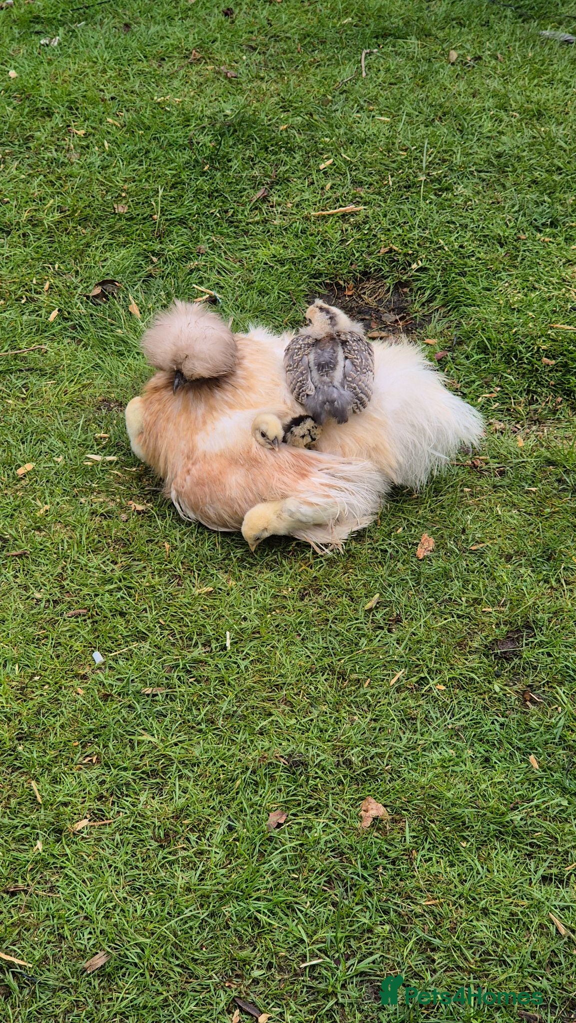 Chickens poultry Silkies/Seramas/Quails/Hatching eggs - Advert 2