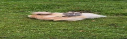 Chickens poultry for sale: Silkies/Seramas/Quails/Hatching eggs - Advert 2