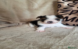 Biewer Terrier dogs for sale: Biewer Yorkshire Terrier  - Image 21