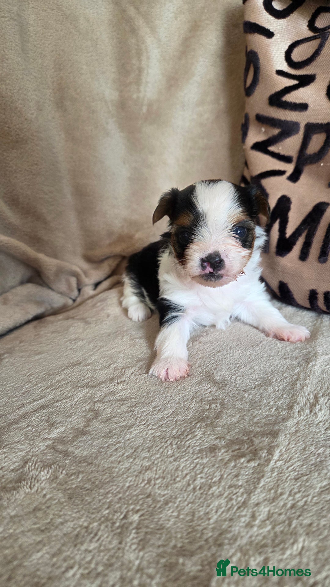 Biewer Terrier dogs for sale: Biewer Yorkshire Terrier  - Image 21