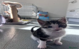Mixed Breed cats for sale: Mainecoon/Bengal X kittens - Image 14