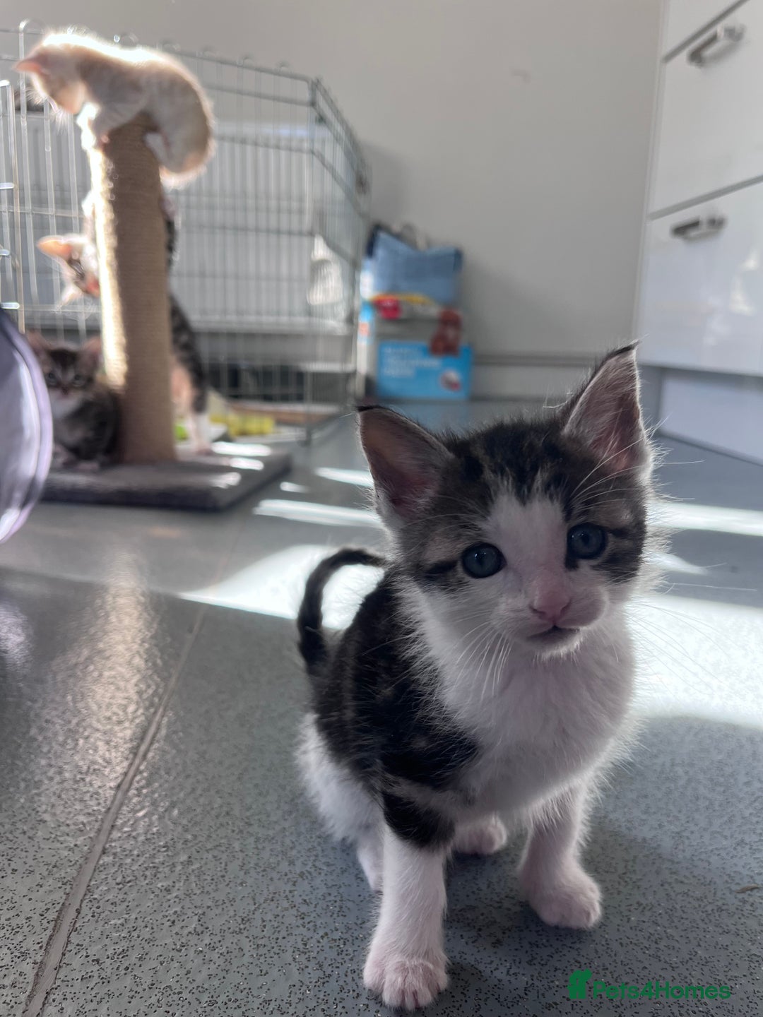 Mixed Breed cats for sale: Mainecoon/Bengal X kittens - Image 14