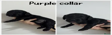 Cockalier 5