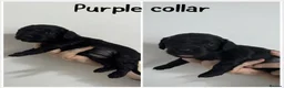 Cockalier dogs for sale: Gorgeous Cockalier Puppies 🐾 - Advert 4