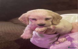 Bocker dogs for sale: Bocker puppies  - Image 1