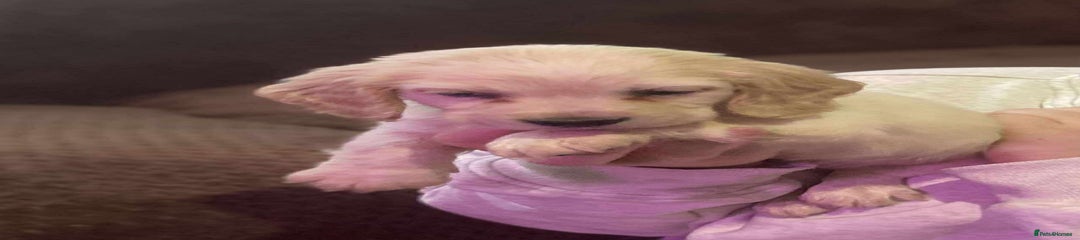 Bocker Puppy 5