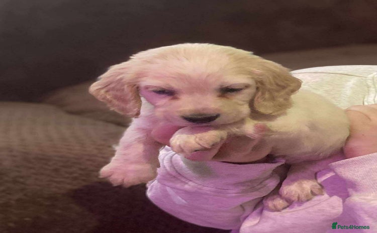 Bocker dogs - Advert 1