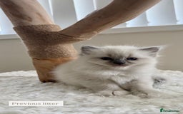 Ragdoll cats for sale: Purebred Ragdolls – Ready to Reserve Now 🍼 - Image 9